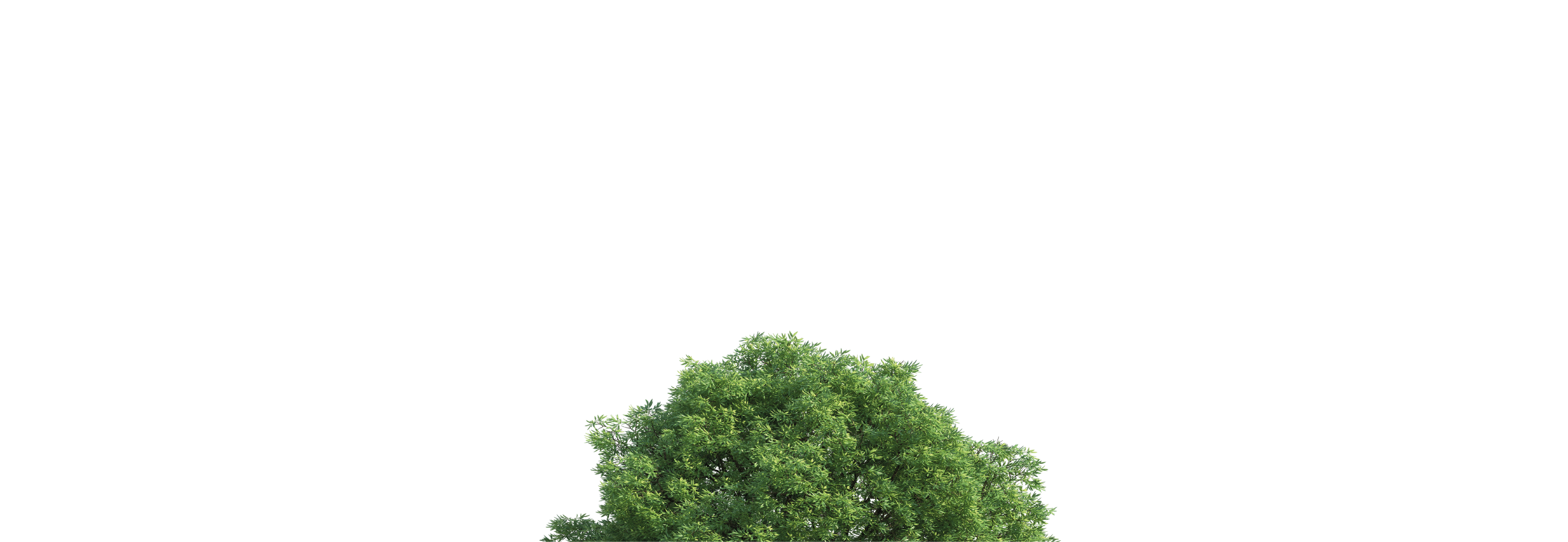 Arbol
